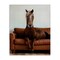 Stupell Industries Brown Horse on Couch Canvas By Lettered and Lined